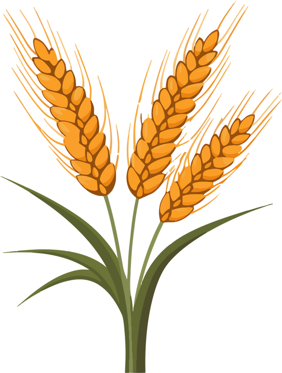 Ripe Rice Wheat Plant
